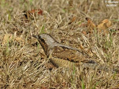 WRYNECK - JYNX TORQUILLA - TORCOL FOURMILIER