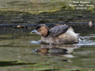 LITTLE GREBE - TACHYBAPTUS RUFICOLLIS - GREBE CASTAGNEUX