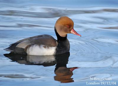 g3/12/647912/3/58887906.REDCRESTEDPOCHARDmale.jpg