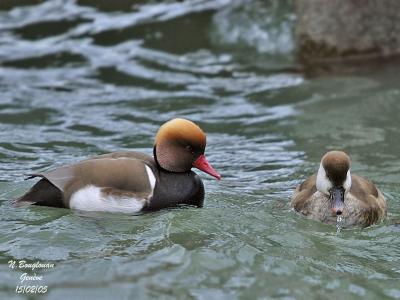 g3/12/647912/3/58888042.REDCRESTEDPOCHARDpair.jpg