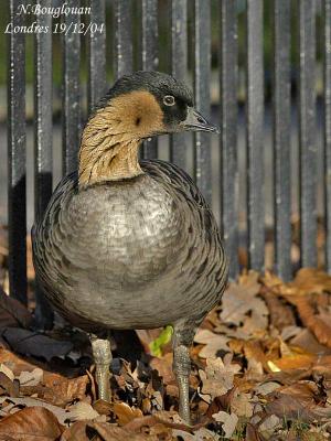 HAWAIIAN-GOOSE-or-NENE