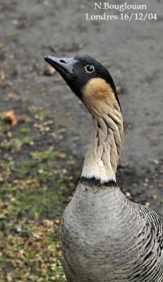 HAWAIIAN-GOOSE-or-NENE