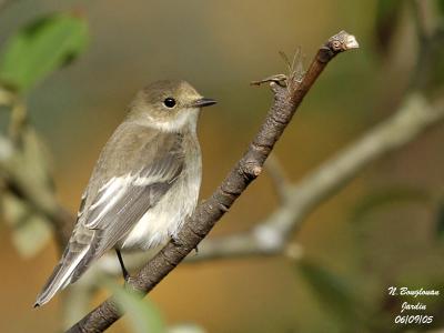 EUR-PIED-FLYCATCHER-F