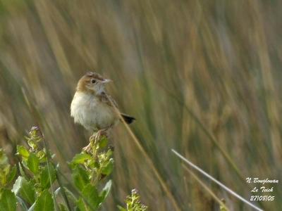g3/12/647912/3/58895062.ZITTINGCISTICOLA1.jpg