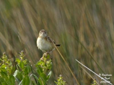 g3/12/647912/3/58895069.ZITTINGCISTICOLA2.jpg