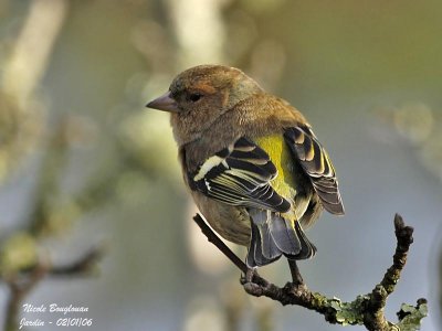 COMMON-CHAFFINCH male