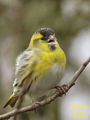 EURASIAN SISKIN - CARDUELIS SPINUS - TARIN DES AULNES