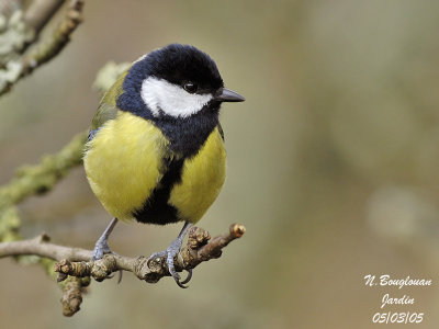 GREAT TIT