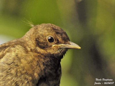 BLACKBIRD juvenile portrait