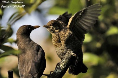 BLACKBIRD with Mom