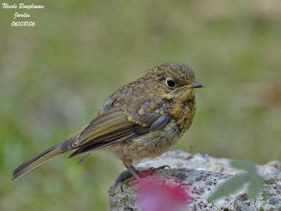 EUROPEAN ROBIN juvenile