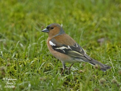 COMMON-CHAFFINCH male