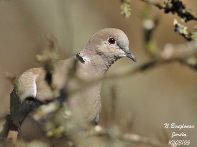 EURASIAN-COLLARED-DOVE - STREPTOPELIA DECAOCTO - TOURTERELLE TURQUE