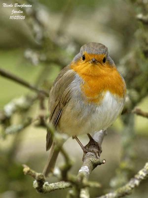 EUROPEAN ROBIN