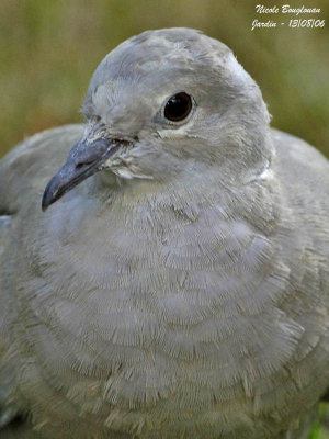 Feathers - Detail