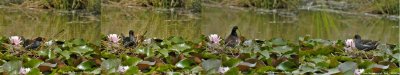 COMMON MOORHEN building nest among Water Lilies
