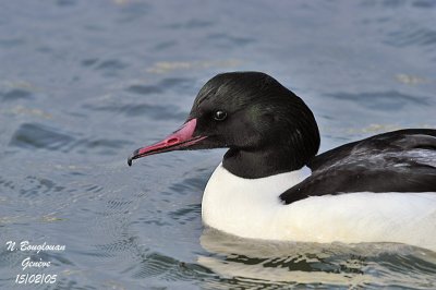 GOOSANDER male