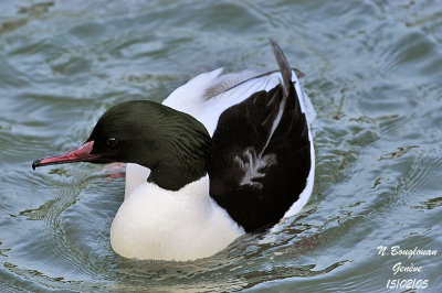 GOOSANDER male