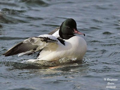 GOOSANDER male