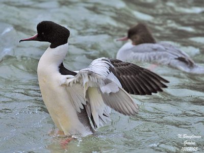 GOOSANDER male