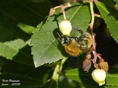 COMMON CARDER BUMBLEBEE - BOMBUS PASCUORUM - BOURDON ROUX