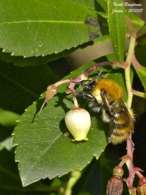 COMMON CARDER BUMBLEBEE - BOMBUS PASCUORUM - BOURDON ROUX