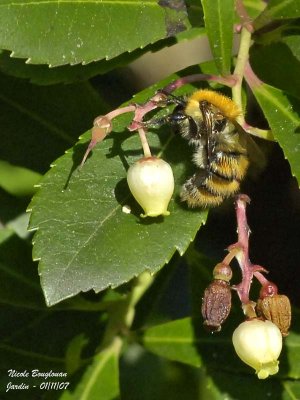 COMMON CARDER BUMBLEBEE - BOMBUS PASCUORUM - BOURDON ROUX