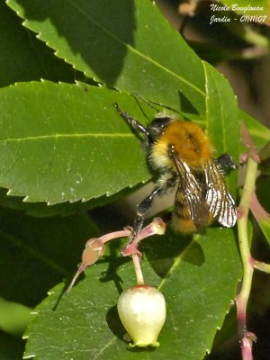 COMMON CARDER BUMBLEBEE - BOMBUS PASCUORUM - BOURDON ROUX