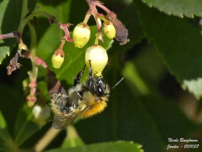 COMMON CARDER BUMBLEBEE - BOMBUS PASCUORUM - BOURDON ROUX