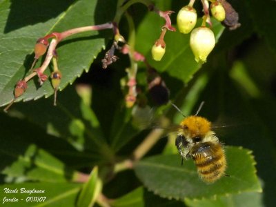 COMMON CARDER BUMBLEBEE - BOMBUS PASCUORUM - BOURDON ROUX