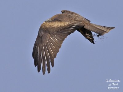 BLACK KITE with nest material