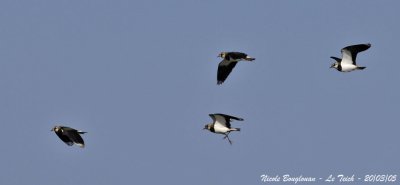 NORTHERN-LAPWINGS