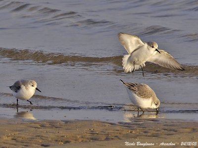SANDERLING