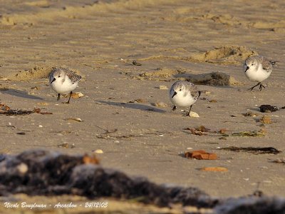 SANDERLING