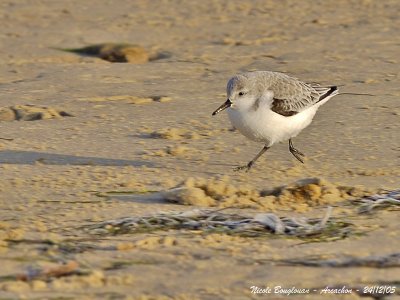 SANDERLING
