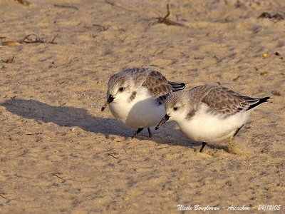 SANDERLING