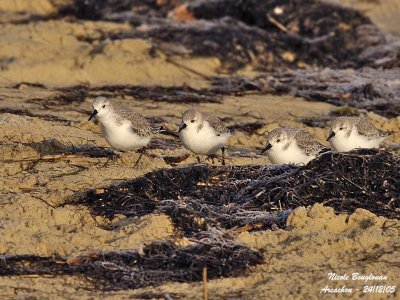 SANDERLING