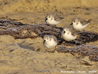 SANDERLING