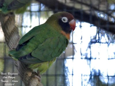 Black-cheeked Lovebird - Agapornis nigrigenis - Insparable  joues noires