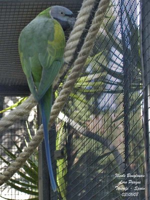 Derbyan Parakeet - Psittacula derbiana - Perruche de Derby