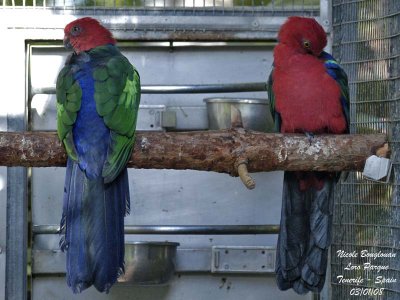 Australian King Parrot - Alisterus scapularis - Perruche royale
