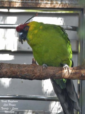 Horned Parakeet - Eunymphicus cornutus - Perruche cornue