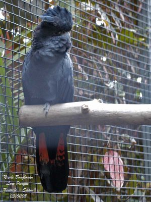 Red-tailed Black Cockatoo - Calyptorhynchus banksii - Cacatos banksien