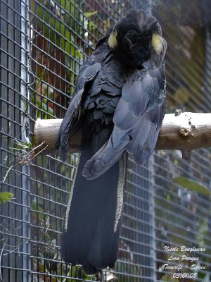 Yellow-tailed Black Cockatoo - Calyptorhynchus funereus - Cacatos funbre