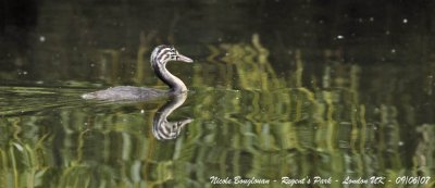 GREAT CRESTED GREBE juvenile