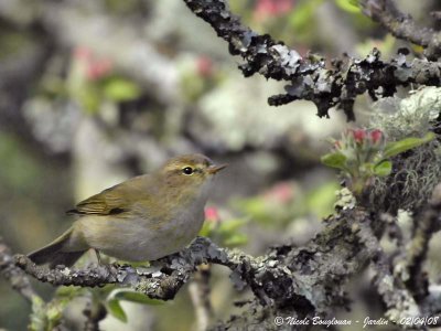 CHIFFCHAFF