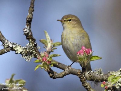 CHIFFCHAFF