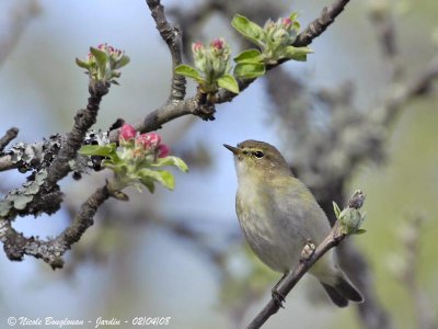 CHIFFCHAFF