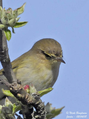 CHIFFCHAFF close up