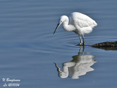 LITTLE-EGRET